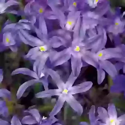 Chionodoxa